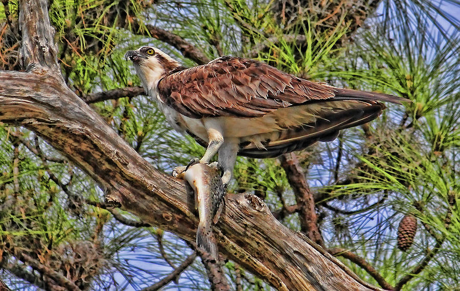 Osprey Photograph - A Speckled Trout Breakfast by HH Photography of Florida