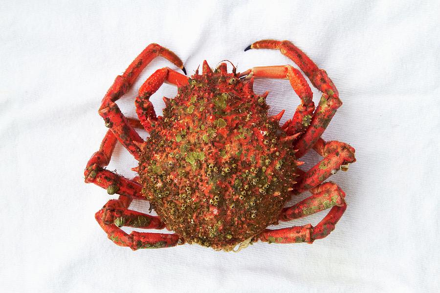 A Spider Crab From Galicia seen From Above Photograph by Miriam Rapado