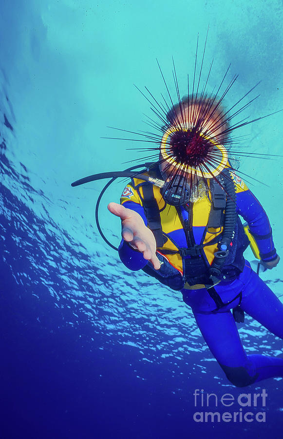 A Spiny Sea Urchin And A Scuba Diver Photograph