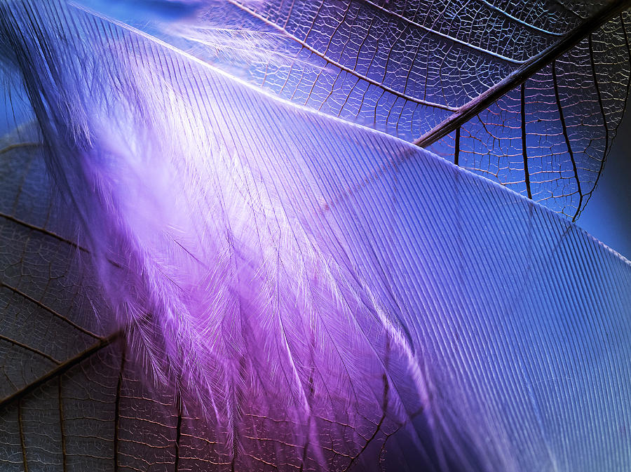 A Spot of Purple Photograph by Luis Vasconcelos