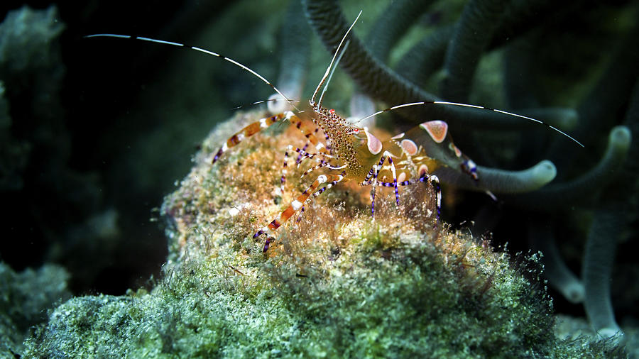 A Spotted Cleaner Shrimp Periclimenes Photograph by Brent Barnes