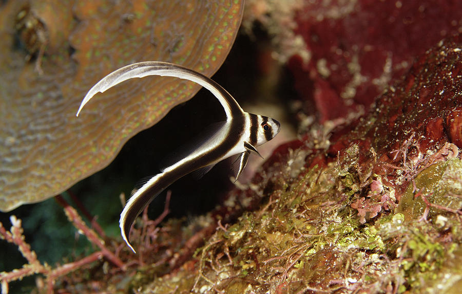 A Spotted Drum Fish Equetus Punctatus Photograph by Beth Watson