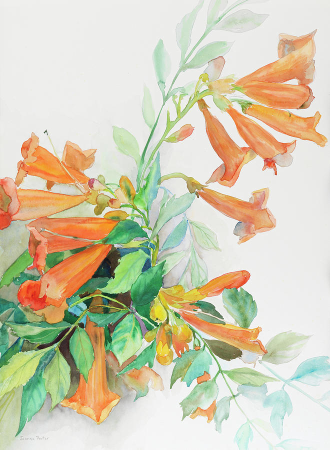 Flower Painting - A Spray Of Trumpet Vine by Joanne Porter