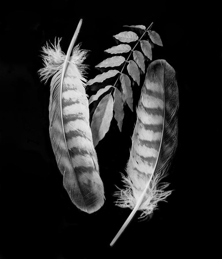 Still Life Photograph - A Sprig And White Eagle Feathers by Makoto Inaba
