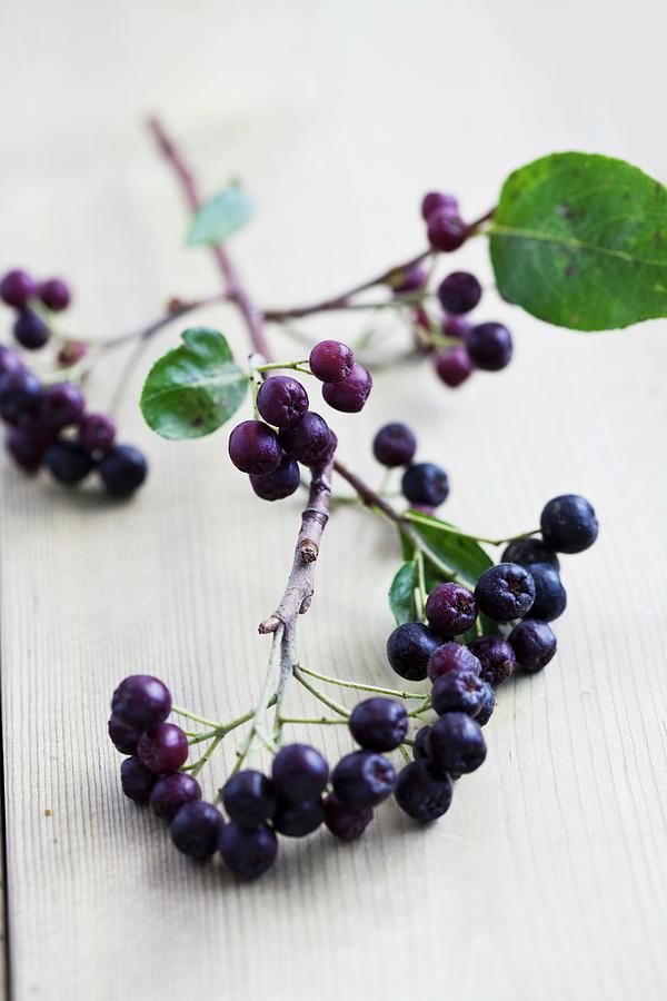 A Sprig Of Aronia Berries Photograph by Schindler, Martina