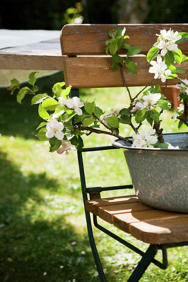 A Sprig Of Cherry Blossoms In An Enamel Bowl On A Garden Chair Photograph by Sabine Lscher