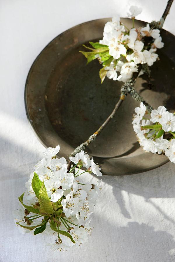 A Sprig Of Cherry Blossoms On An Old Metal Plate Photograph by Sabine Lscher