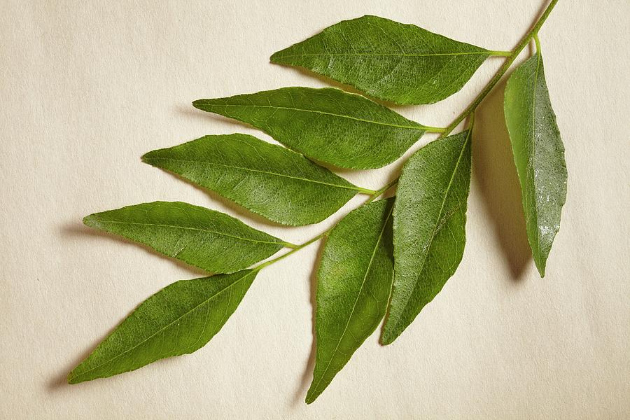 A Sprig Of Fresh Curry Leaves Photograph by Brian Yarvin