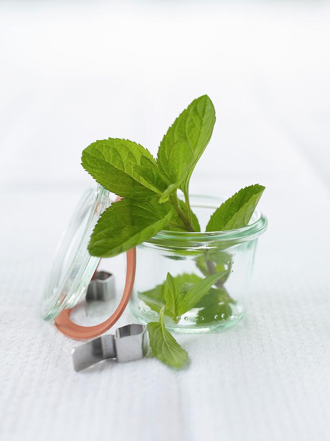 A Sprig Of Fresh Mint In A Storage Jar Photograph by Arras, Klaus