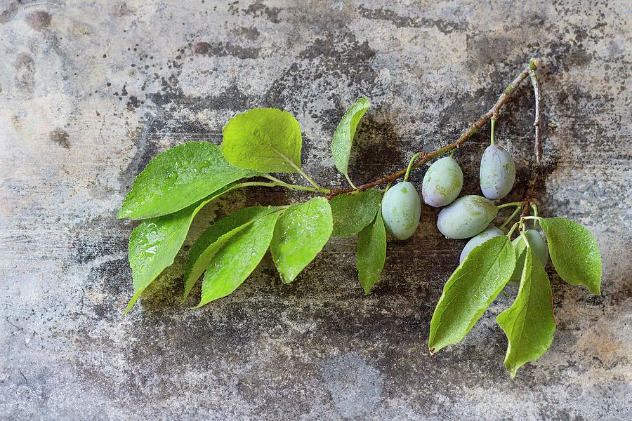 A Sprig Of Leaves And Unripe Green Plums Photograph by Natasha Breen