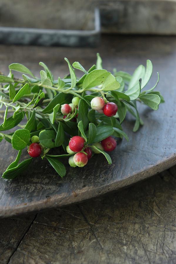 A Sprig Of Lingonberries Photograph by Martina Schindler
