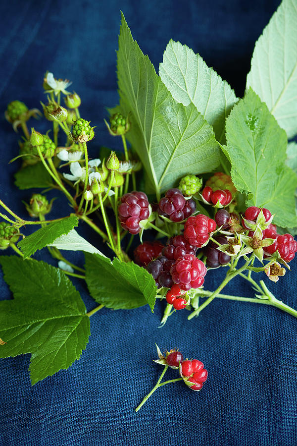 A Sprig Of Raspberries With Leaves, Flowers And Berries Photograph by Katrin Winner