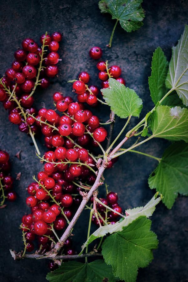 A Sprig Of Redcurrants Photograph by Eising Studio