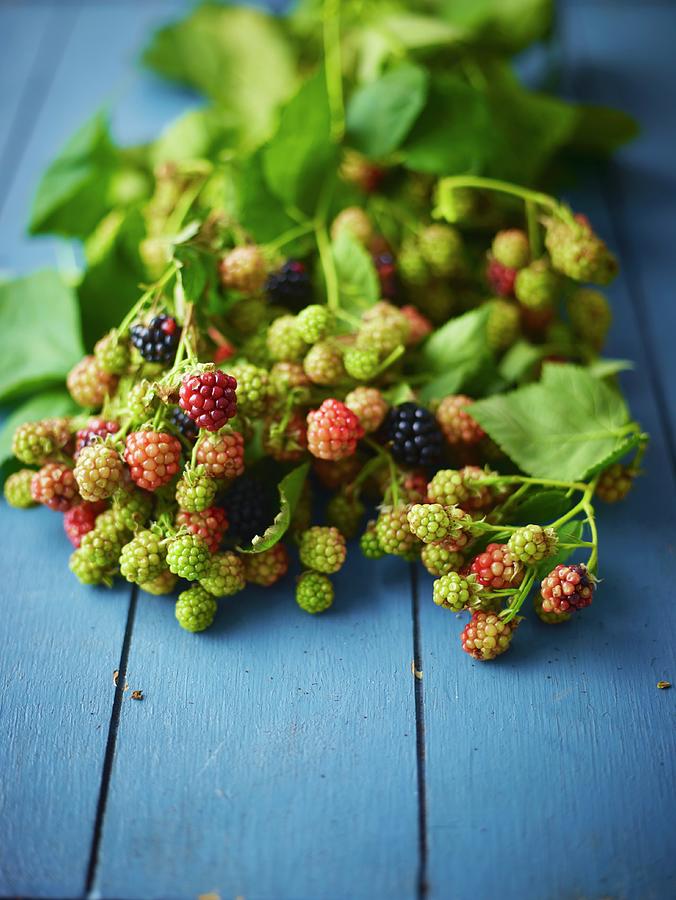 A Sprig Of Ripe And Unripe Wild Blackberries Photograph by Myles New