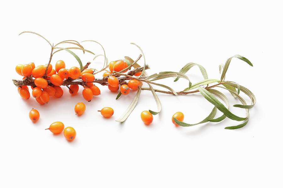A Sprig Of Sea Buckthorn Berries Photograph by Petr Gross