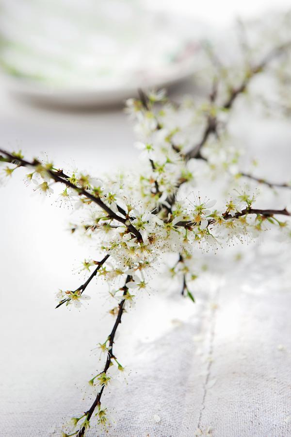 A Sprig Of White Flowers On A Linen Cloth Photograph by Sabine Lscher