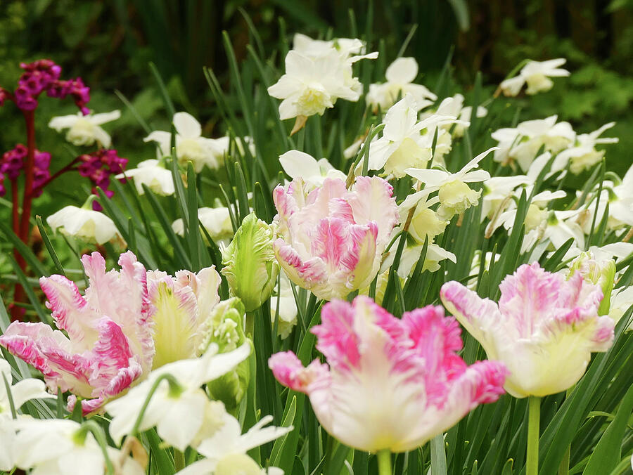 Flower Photograph - A Spring Bed In Pink And White With Daffodils And Parrot Tulips by Brigitte Niemela