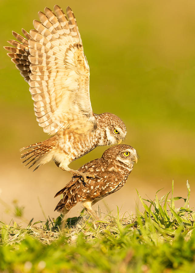 Owl Photograph - A Spring Love Story by Victor Wang