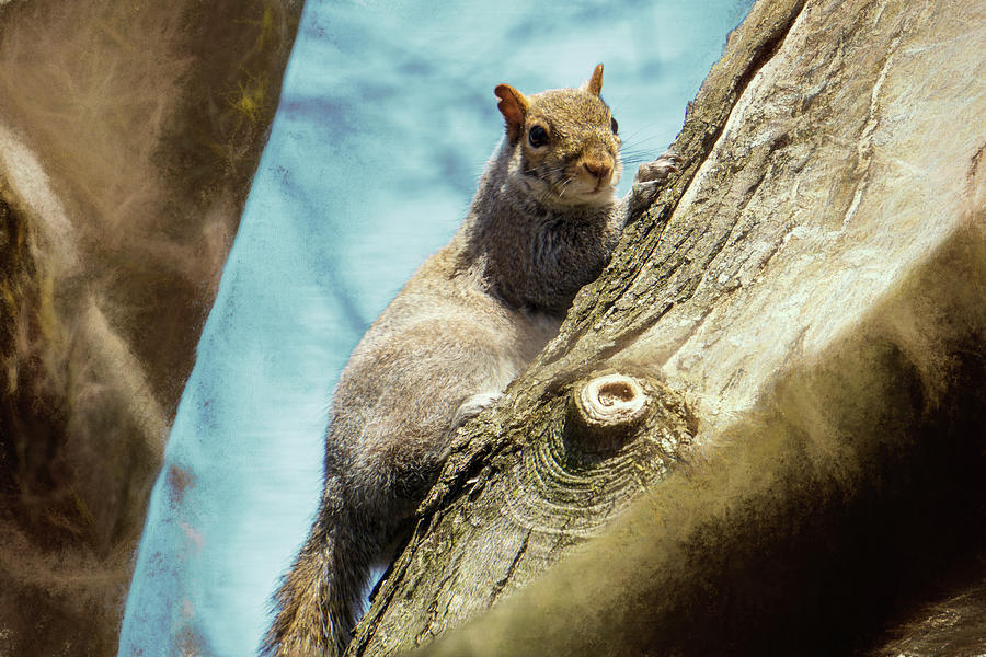 A Squirrel Taking a Break by Jason Fink A Squirrel Taking a Break by Jason Fink