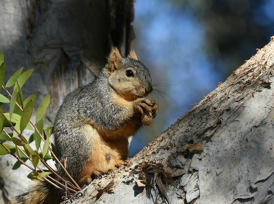 A Squirrels Life 2 Photograph by Fraida Gutovich