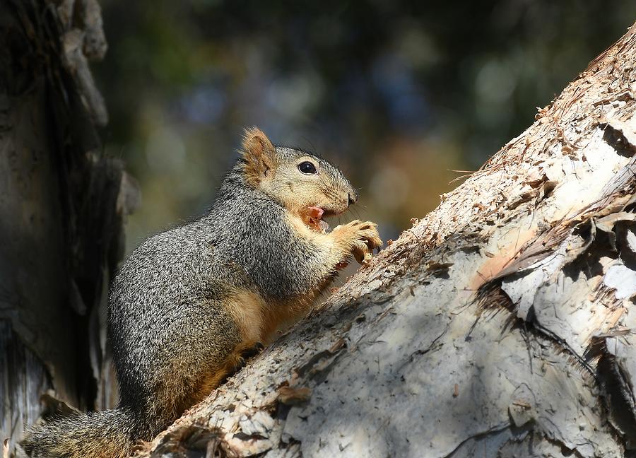 A Squirrels Life Photograph by Fraida Gutovich