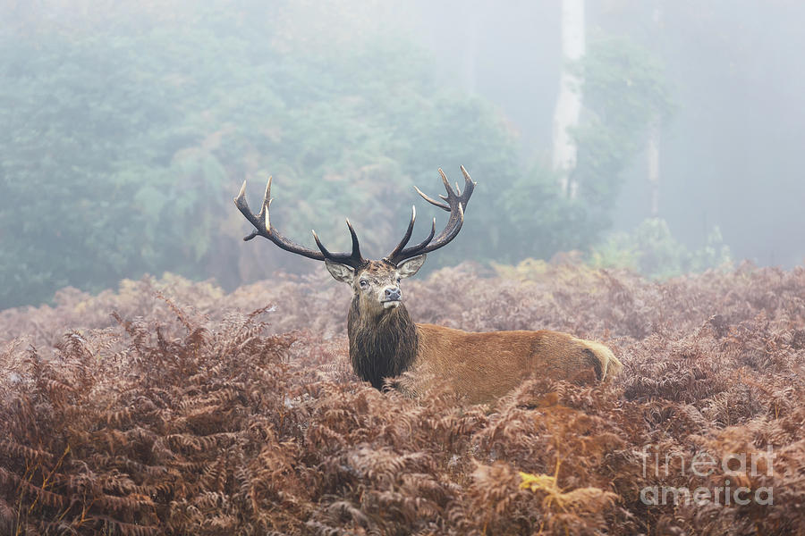 A Stag Standing In A Meadow Photograph by Kestas Balciunas
