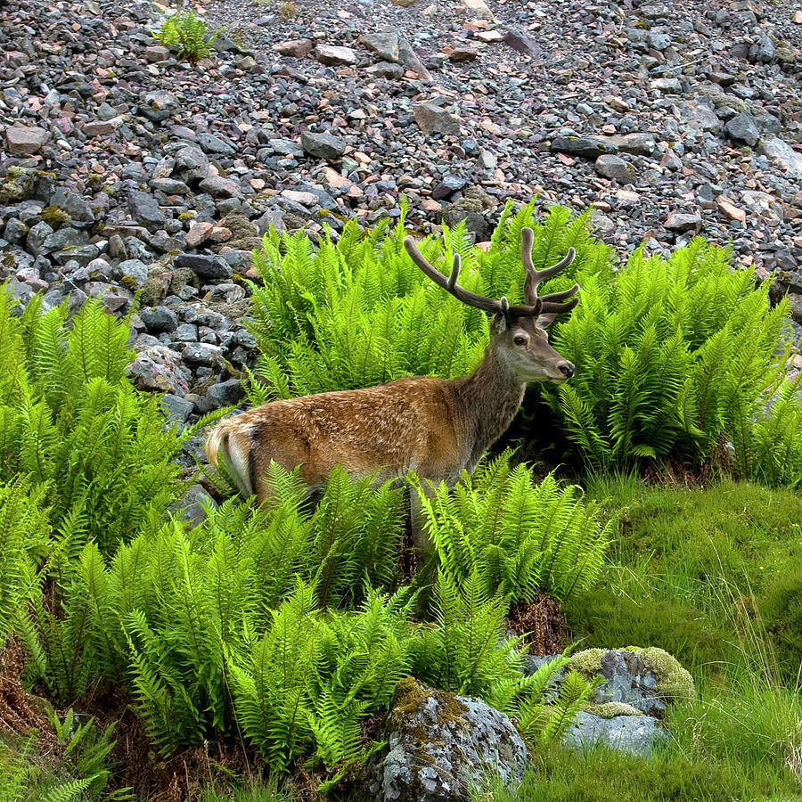 A Stag To Be Photograph by David Augustin