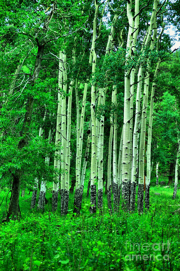 A Stand Of Aspens Photograph