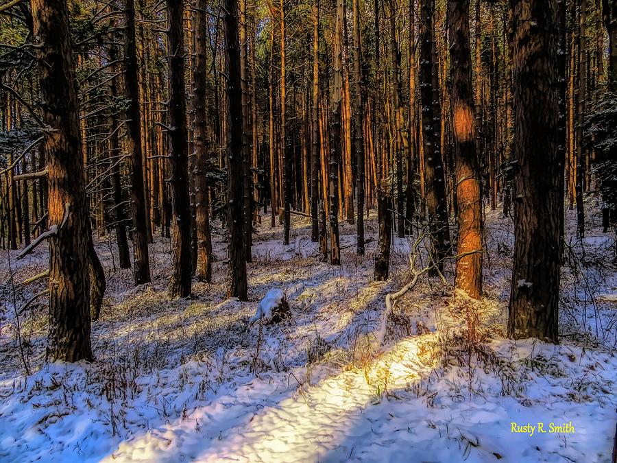 A stand of pines reflecting late afternoon sun. by Rusty R Smith A stand of pines reflecting late afternoon sun. by Rusty R Smith