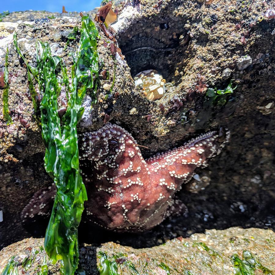 A Starfish is Born  Photograph by Misty Morehead