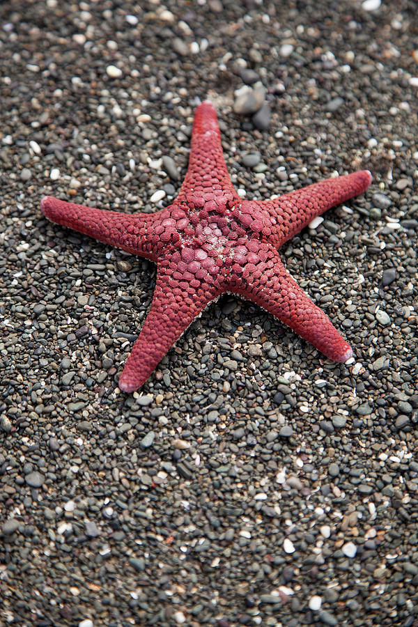 A Starfish On A Beach Photograph by Tobias Titz A Starfish On A Beach Photograph by Tobias Titz