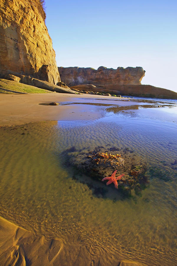 A Starfish Sits On A Rock At Low Tide Photograph by Craig Tuttle / Design Pics