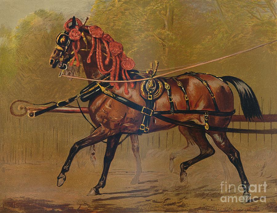 A State Carriage Horse Drawing by Print Collector