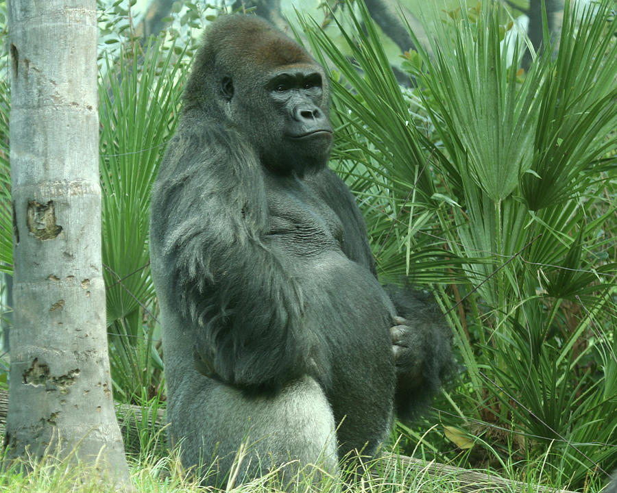 A Stately Silver Back Gorilla Photograph By Derrick Neill - Fine Art ...