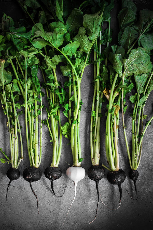 A Still Life Of Black Radishes Photograph by Donna Crous