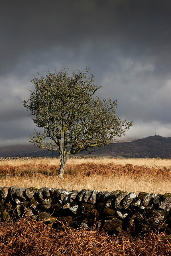 A Stone Fence And One Tree Under A Photograph by Design Pics / John Short
