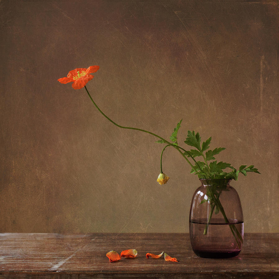 Still Life Photograph - A Story With Orange Poppies by Galina Bunkova