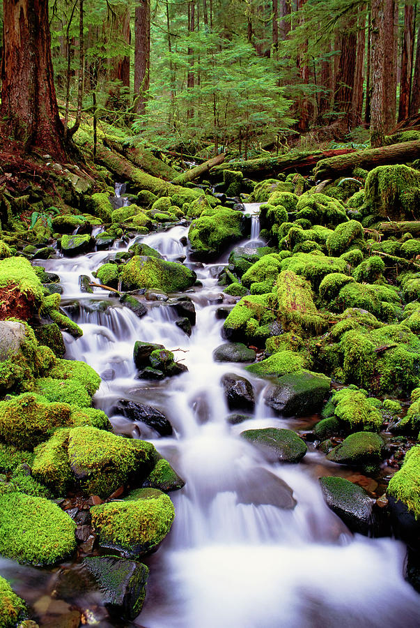 A Stream Flowing Over Moss Covered Photograph by Mint Images - David Schultz