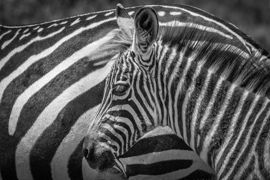 A Striped Monochrome Photograph by Jeffrey C. Sink