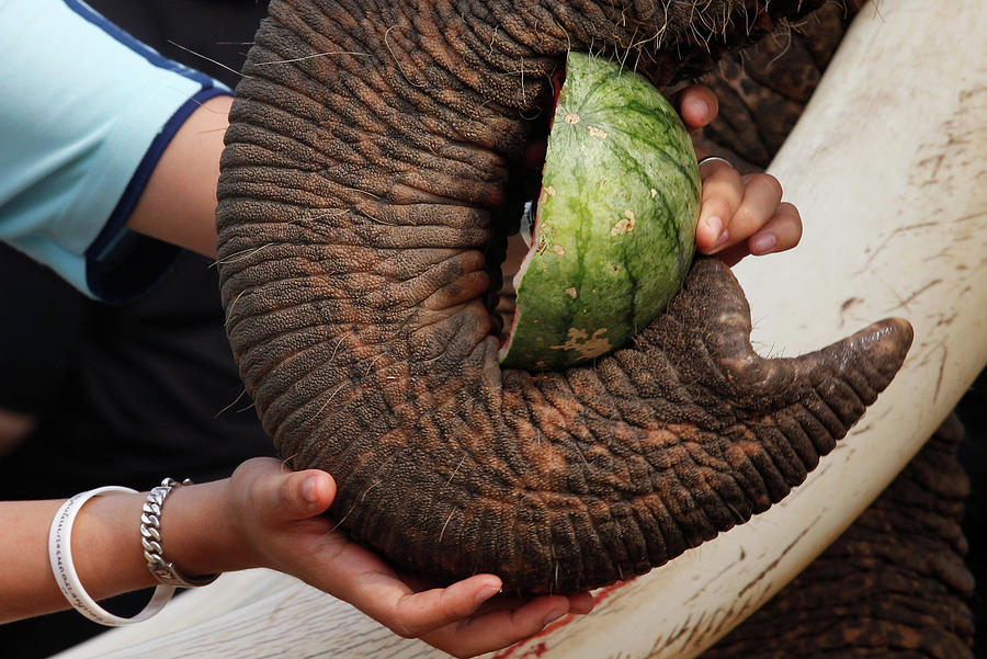 Nature Photograph - A Student Feeds an Elephant by Chaiwat Subprasom
