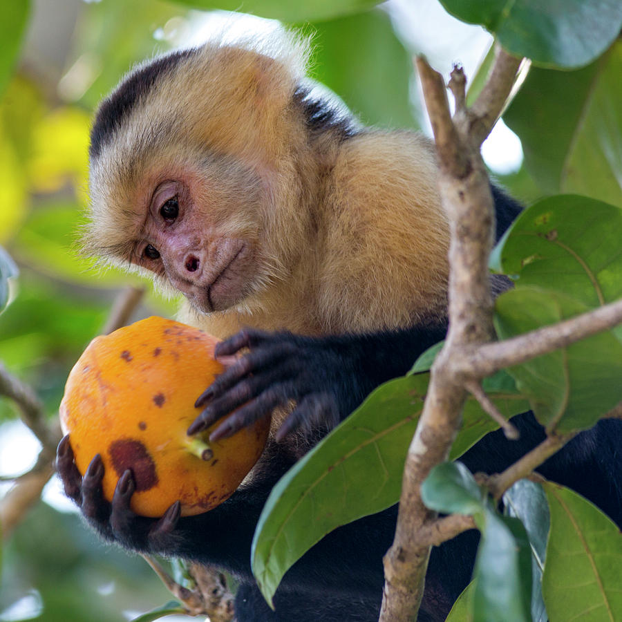 Monkey Photograph - A Study Of Citrus Fruit by Betsy Knapp Monkey Photograph - A Study Of Citrus Fruit by Betsy Knapp