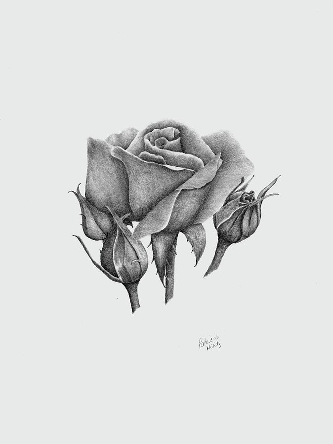 A Summers Rose Drawing by Patricia Hiltz