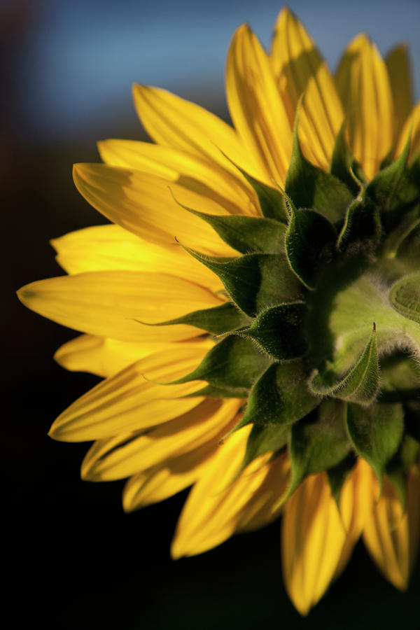 A Sunflower Close-up, Rear View Photograph by Tobias Titz