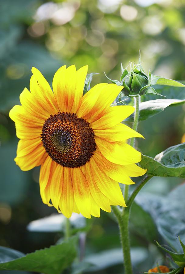 A Sunflower In The Garden Photograph by Garten, Peter