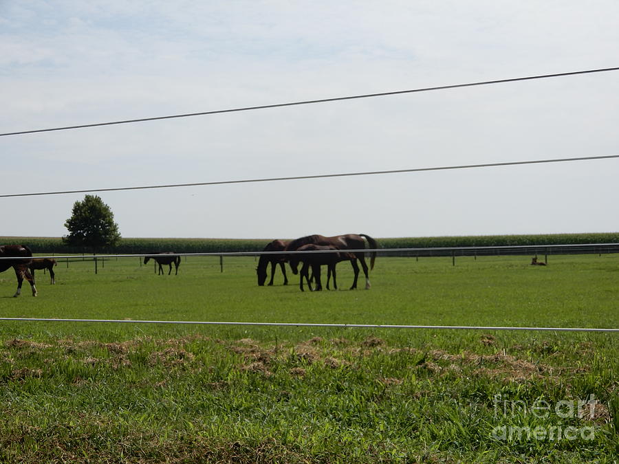 A Sunny Day for the Horses Photograph by Christine Clark