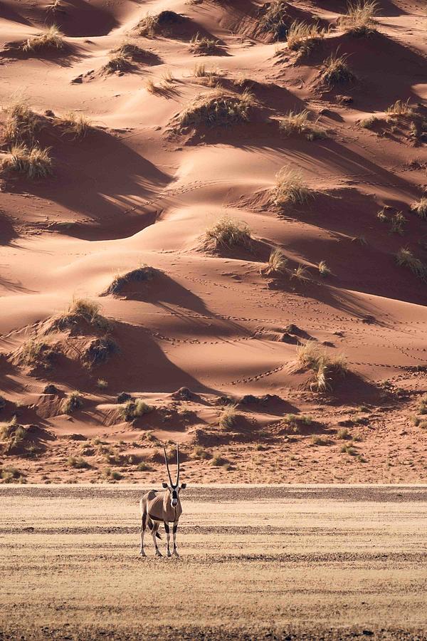 Wildlife Photograph - A Sunset Walk In The Desert by Valentina Landucci