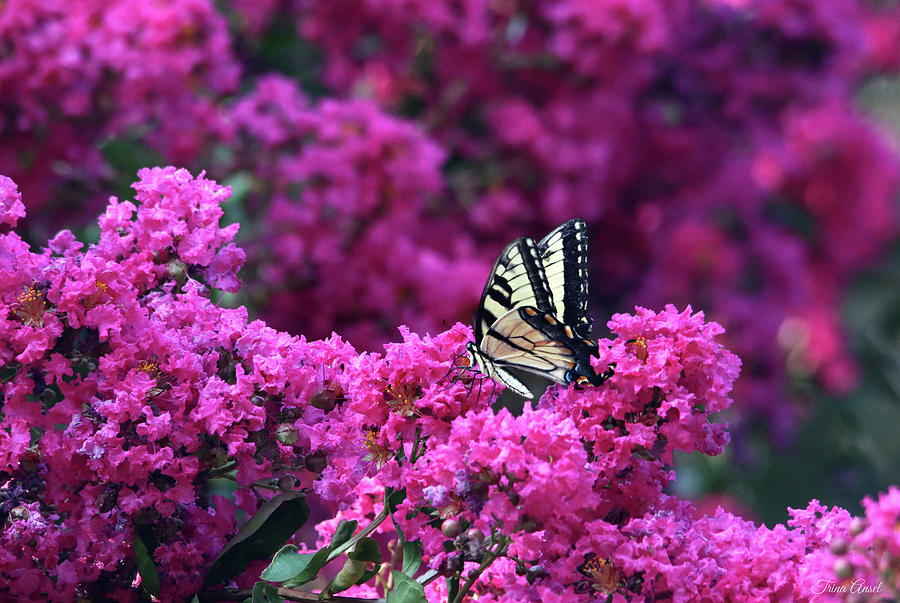 A Swallowtail Butterfly on the Crape Myrtle Photograph by Trina Ansel
