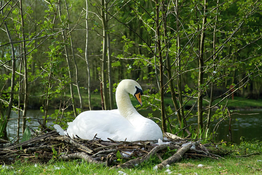 A Swan On Its Nest Photograph by Stephen D Harper