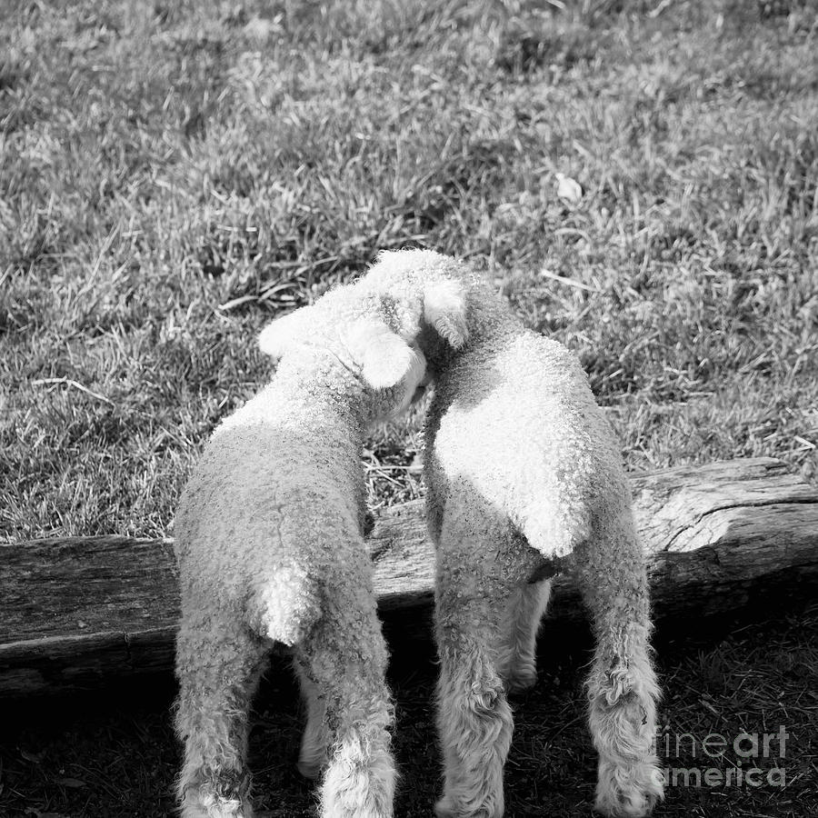 A Sweet Friendship Photograph by Lara Morrison