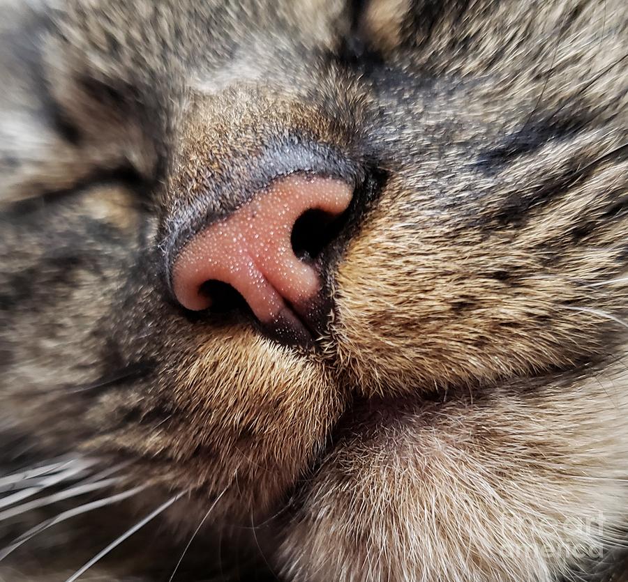 A Sweet Kitty Nose Photograph by Chad and Stacey Hall